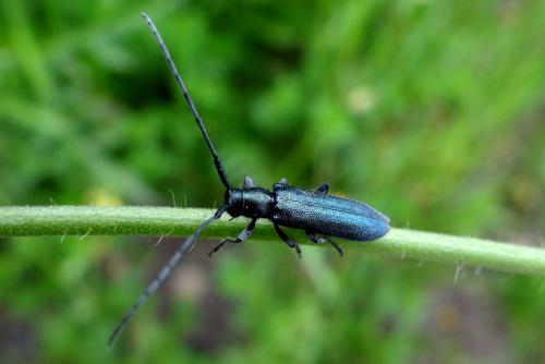 Réf. 183 349 : Agapanthia intermedia